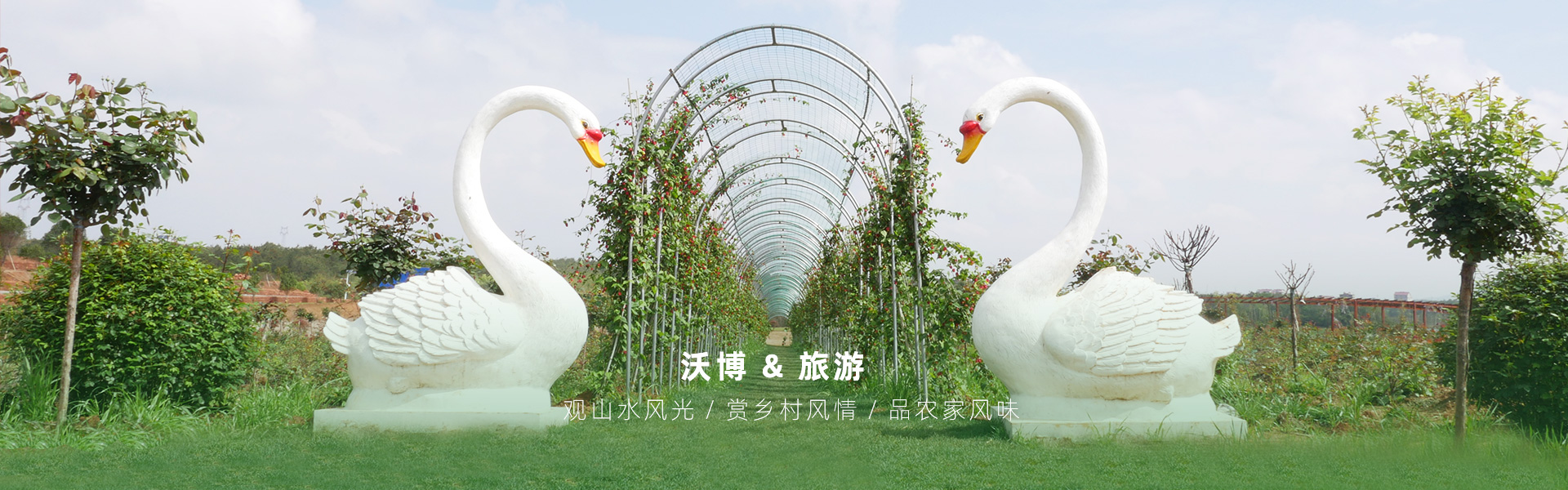 鮮果采摘都有江西沃博吳茱萸、江西沃博花海、江西沃博蔓荊子、江西沃博金銀花等品種，同時(shí)也是一家江西婚紗攝影旅拍基地和江西花海打卡基地，可以提供紫薇花花海造型服務(wù)，花花世界看沃博花海，相信我們這里不會(huì)讓大家失望的